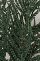 Лапа хвои Южная