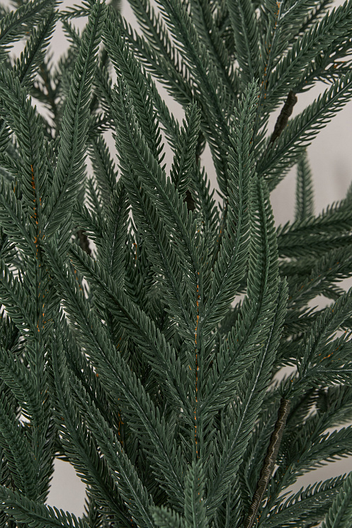 Лапа хвои Южная