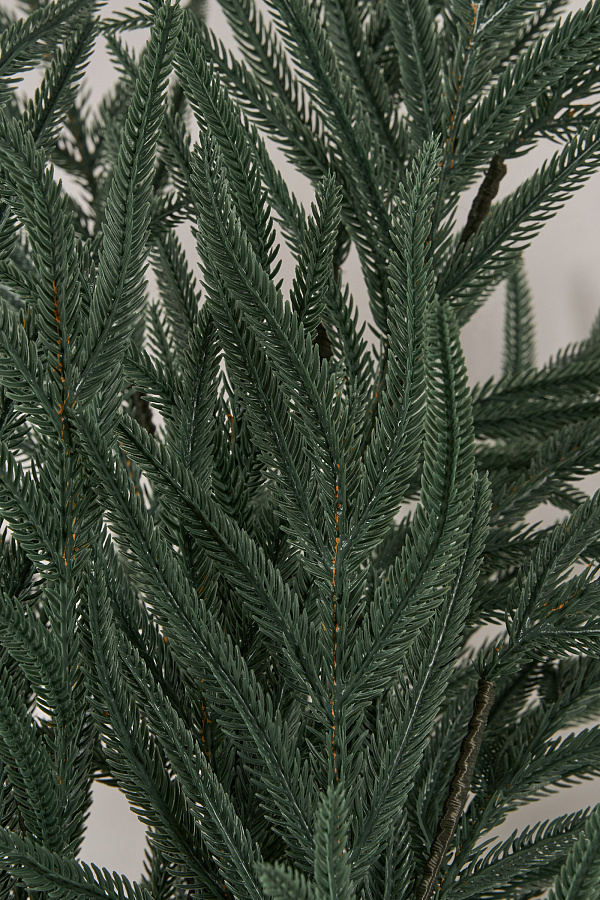 Лапа хвои Южная