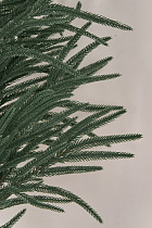 Лапа хвои Южная