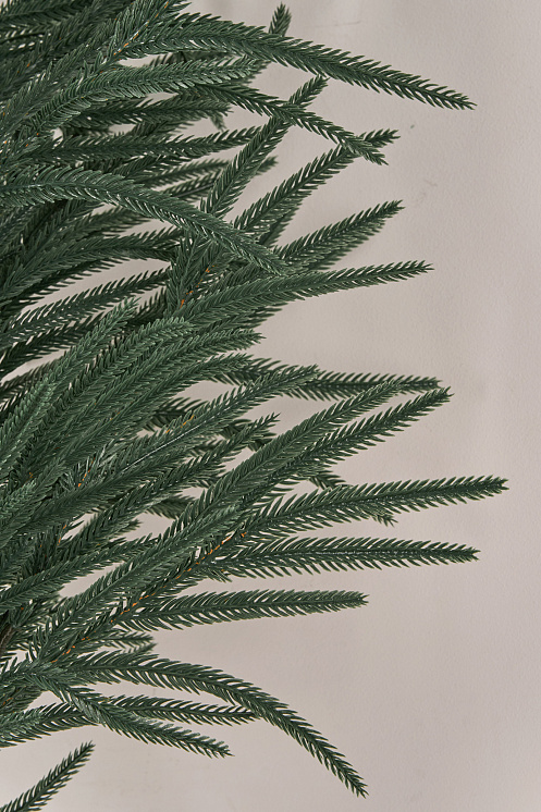 Лапа хвои Южная