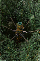 Ель искусственная премиум заснеженная Норильская