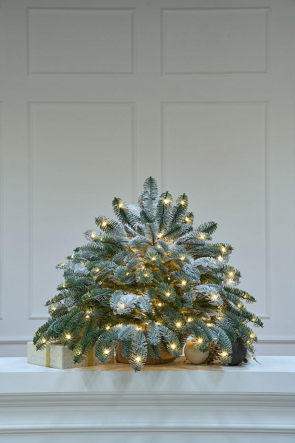 Ель Датская настольная заснеженная с лампочками