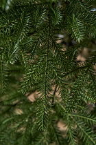 Ель искусственная литая Архангельская