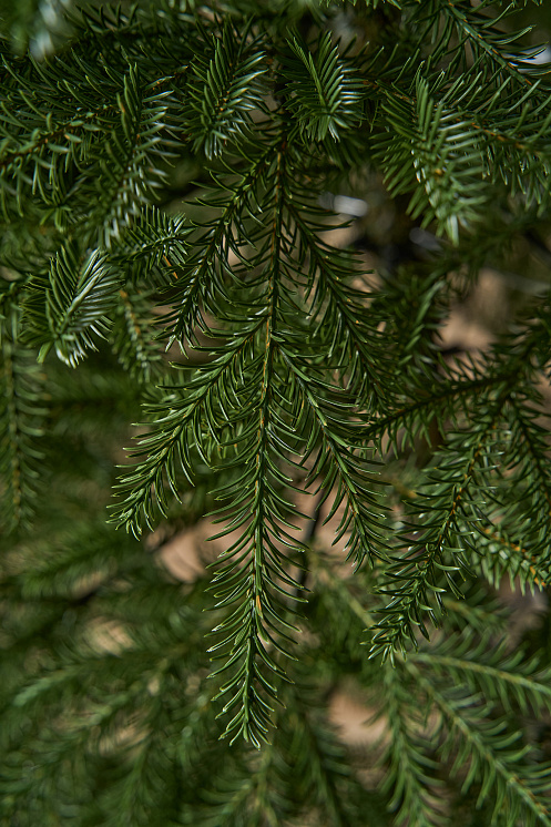 Ель искусственная литая Архангельская