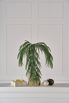 Ветка хвои на пеньке Южная