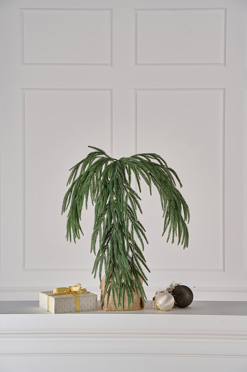 Ветка хвои на пеньке Южная