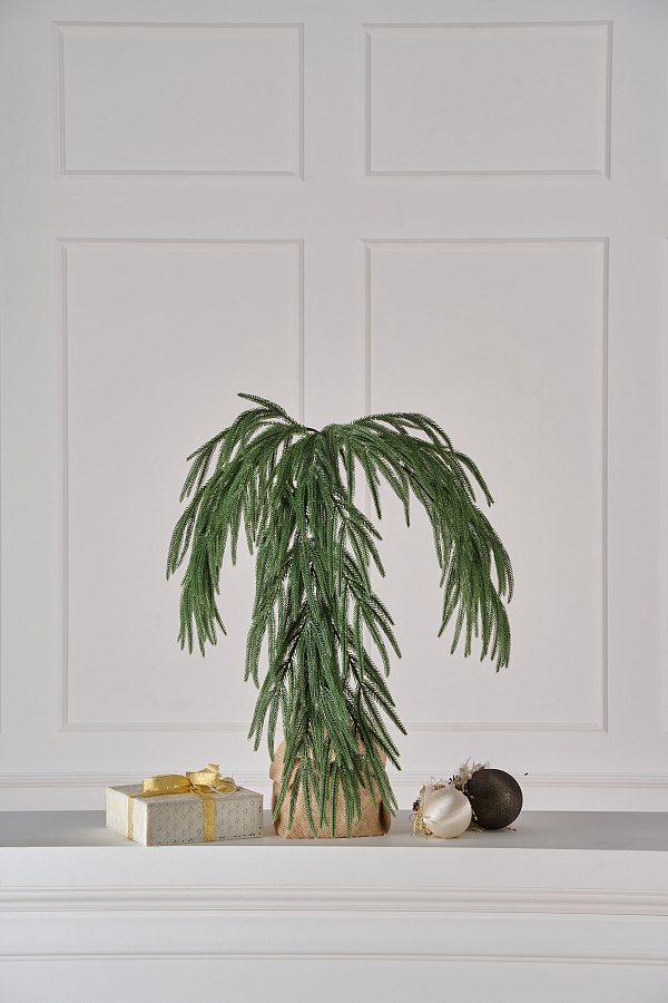 Ветка хвои на пеньке Южная