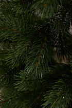 Ель литая Горная Шория