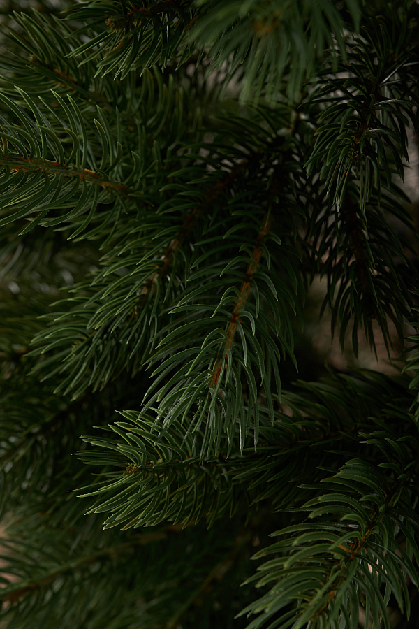 Ель литая Горная Шория