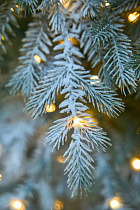 Ель Мурманская с лампочками иней