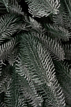 Ель искусственная Датская голубая