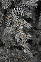 Ель искусственная литая Мурманская голубая