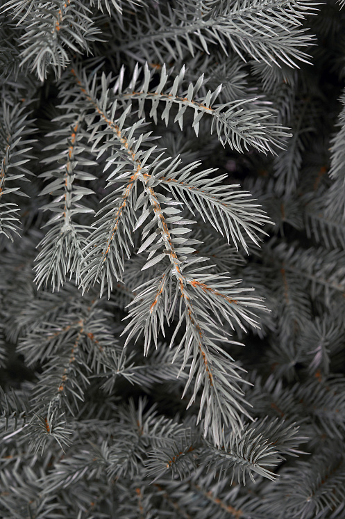 Ель искусственная литая Мурманская голубая