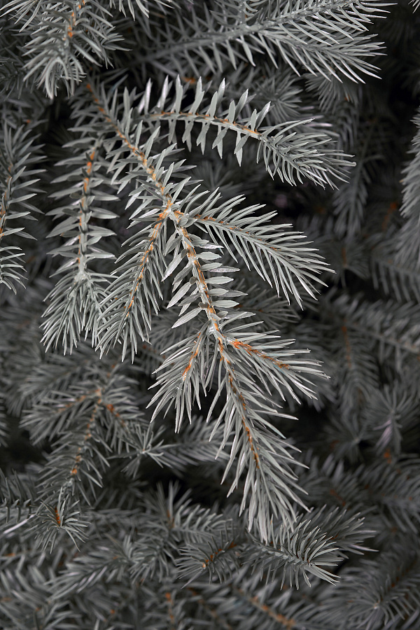 Ель искусственная литая Мурманская голубая