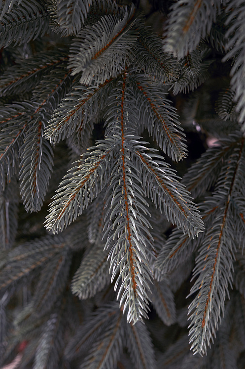 Ель искусственная литая Ставропольская голубая