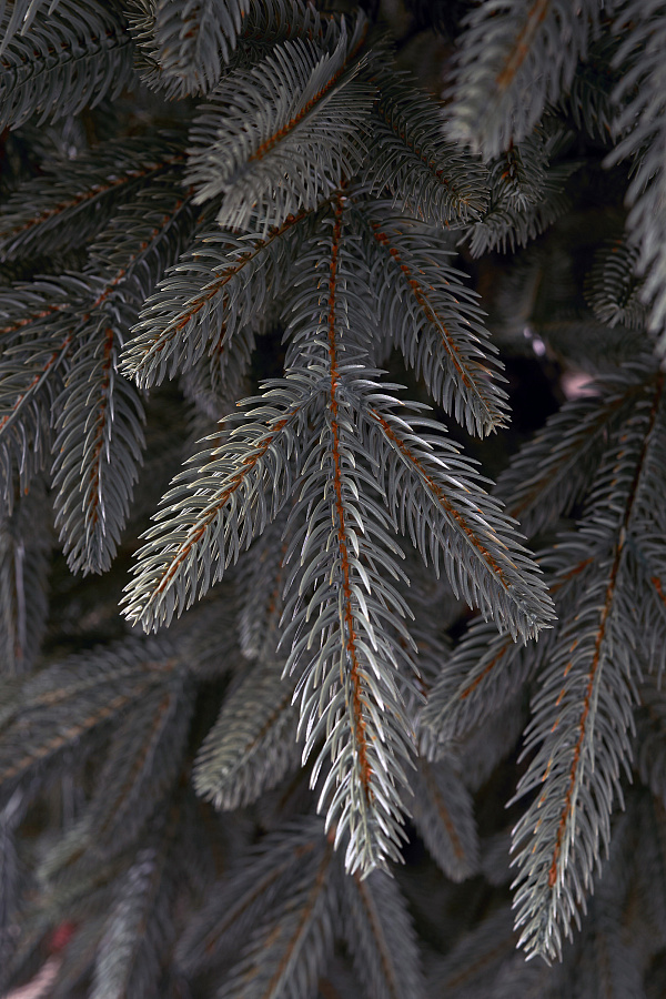 Ель искусственная литая Ставропольская голубая