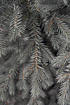 Ель искусственная литая Мурманская голубая