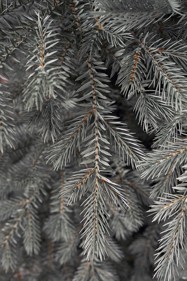 Ель искусственная литая Мурманская голубая