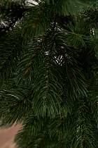 Ель литая Горная Шория