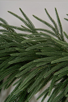 Ветка хвои на пеньке Южная