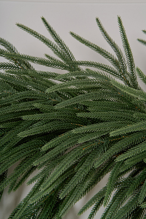 Ветка хвои на пеньке Южная