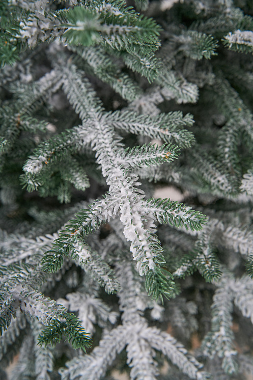 Ель искусственная заснеженная Эми на штамбе