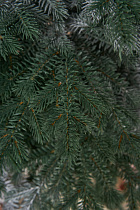 Ель искусственная Аркадия иней