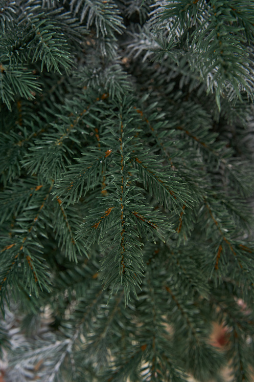 Ель искусственная Аркадия иней