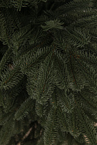 Ель литая Нобилис