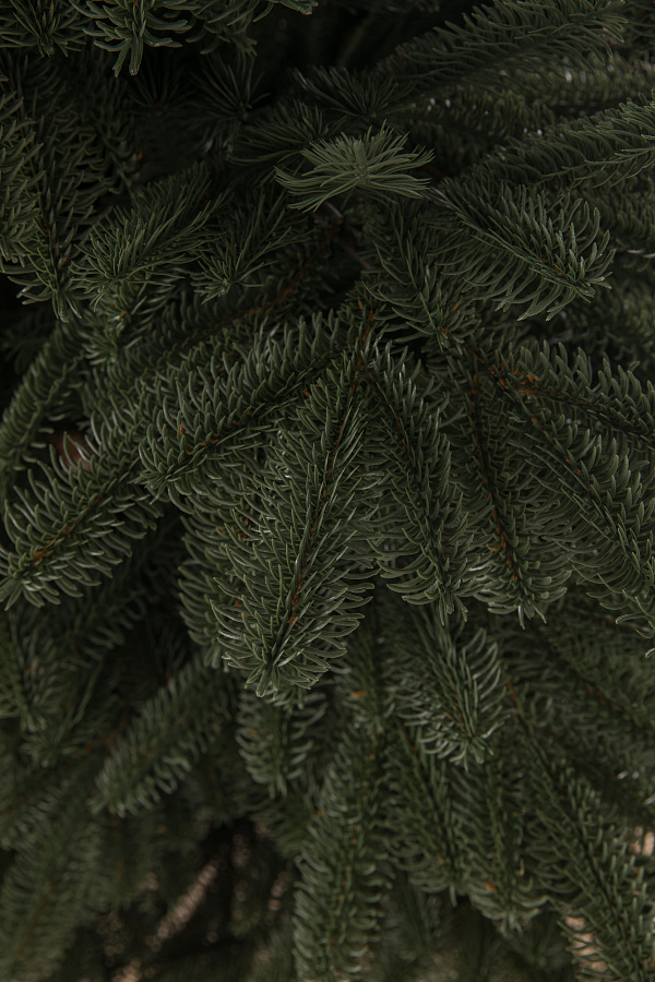 Ель литая Нобилис