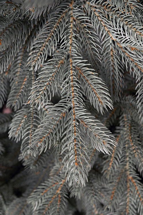 Ель искусственная литая Новгородская голубая