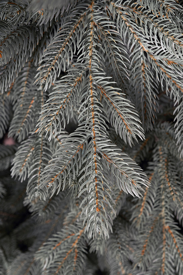 Ель искусственная литая Новгородская голубая