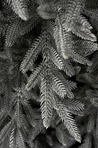 Ель искусственная литая Испанская голубая