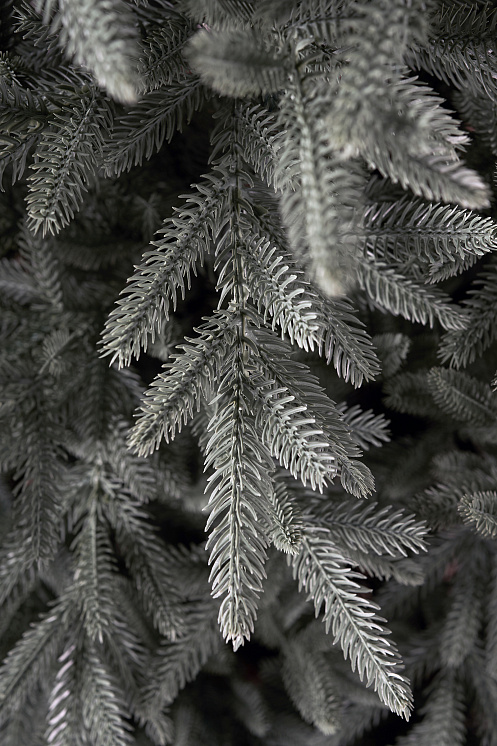 Ель искусственная литая Испанская голубая