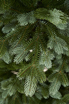 Ель искусственная литая Византийская голубая