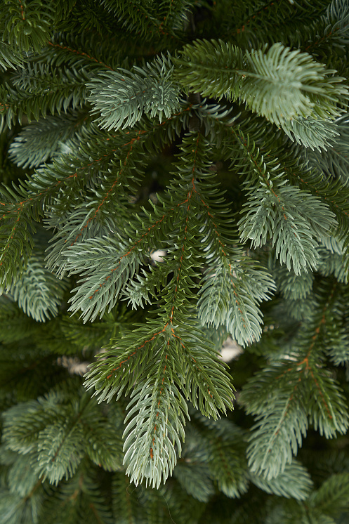 Ель искусственная литая Византийская голубая