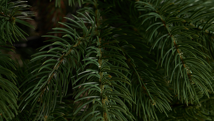 Ель литая Горная Шория