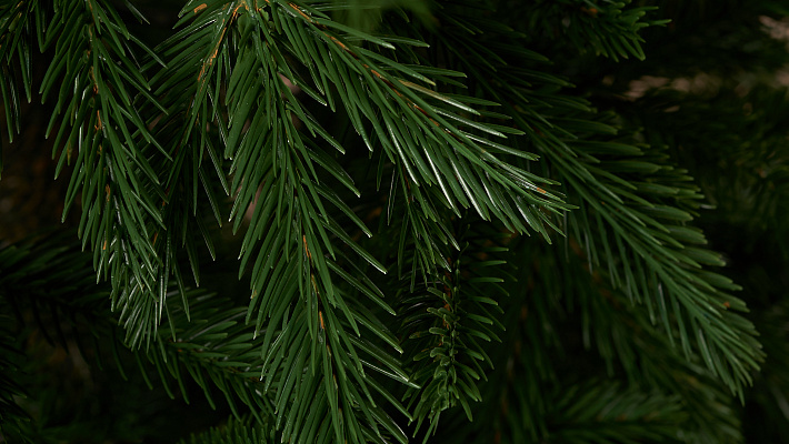 Ель литая Вяземская