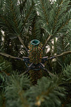 Ель искусственная премиум Валдайская