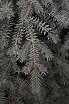 Ель искусственная литая Мурманская голубая