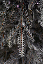 Ель искусственная литая Ставропольская голубая