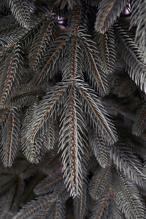 Ель искусственная литая Ставропольская голубая