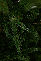 Ель литая Вяземская