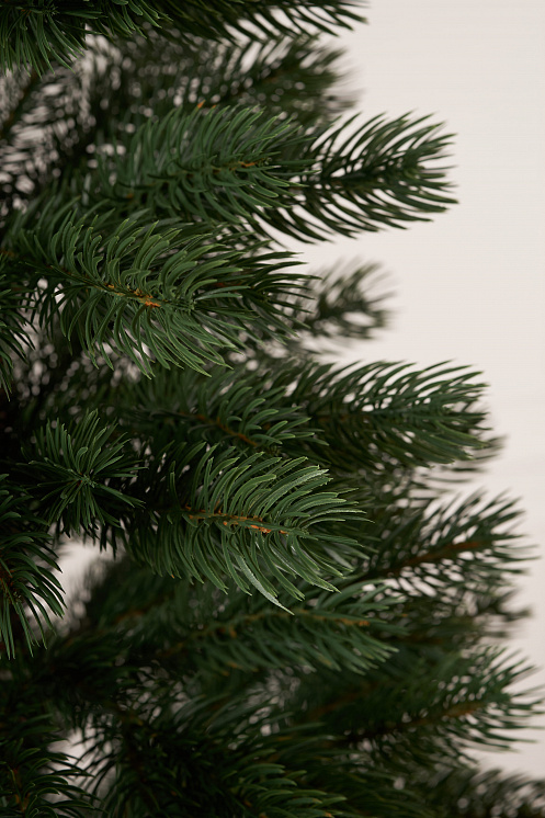 Ель литая Горная Шория