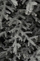 Ель искусственная литая Арко голубая