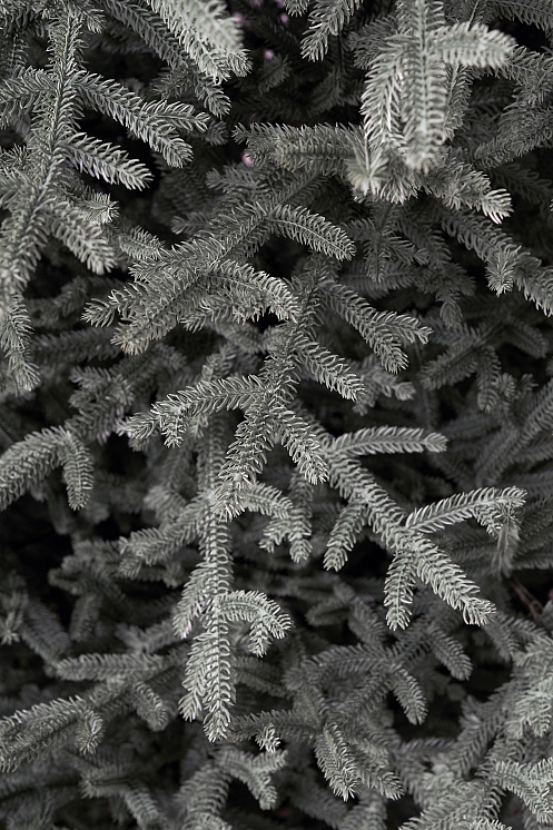 Ель искусственная литая Арко голубая