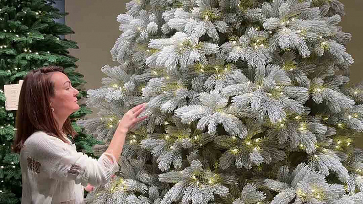 Ель литая Монблан дымчатая