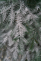 Ель искусственная Аркадия иней