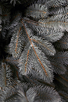 Ель литая Сочинская голубая